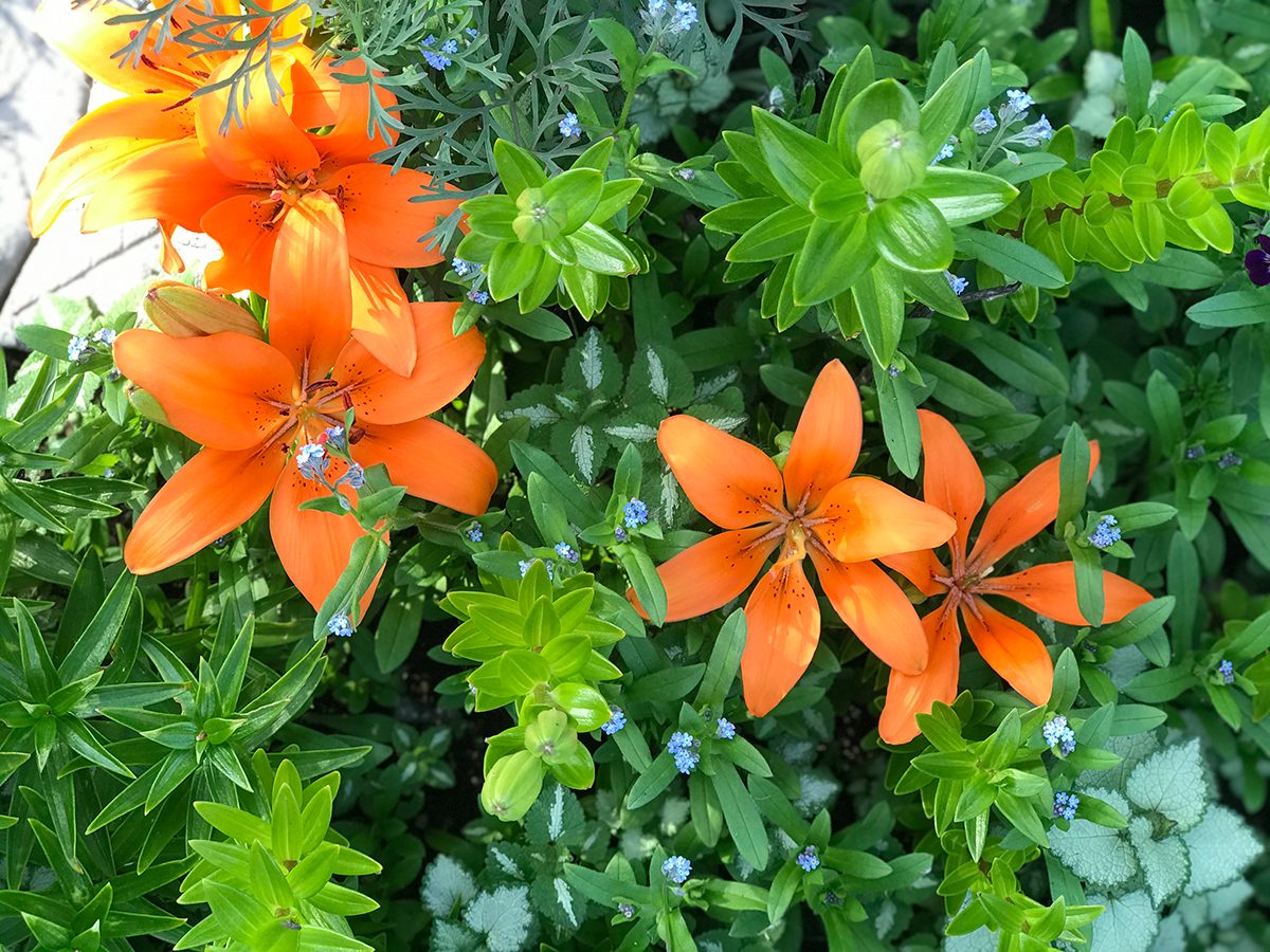In the backyard photography - Orange lilies