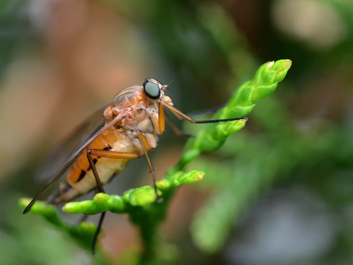 In the backyard photography - portly snipe fly macro