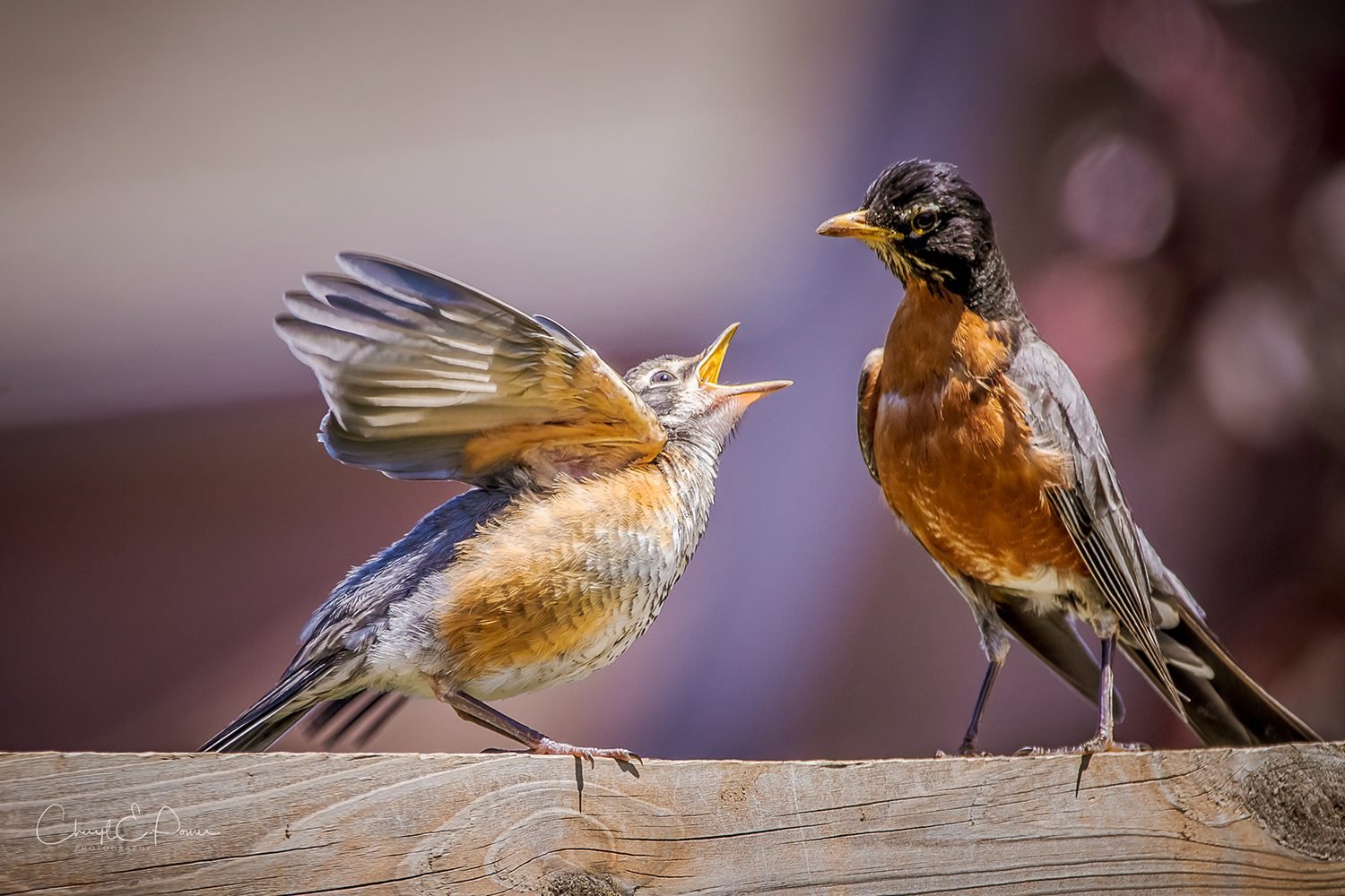 In the backyard photography - robins