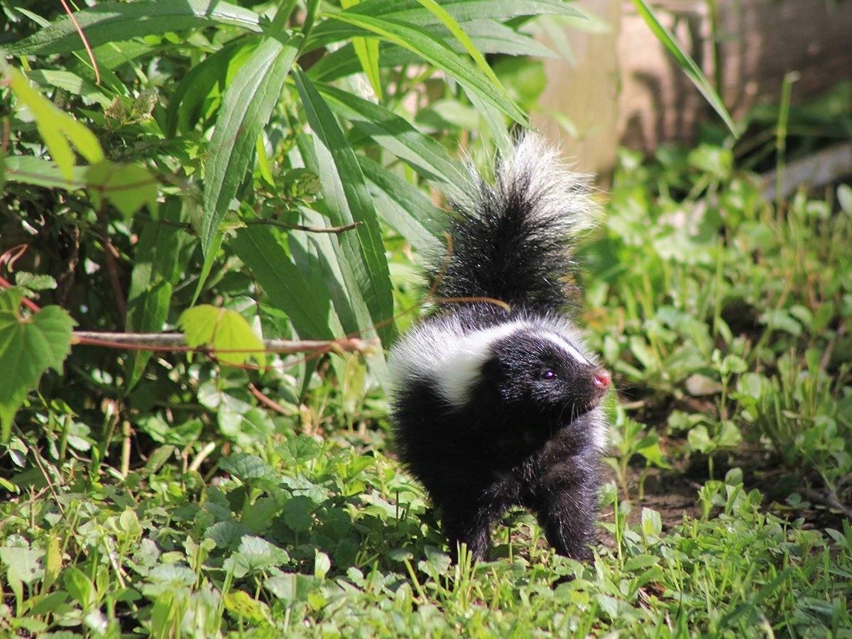 In the backyard photography - skunk