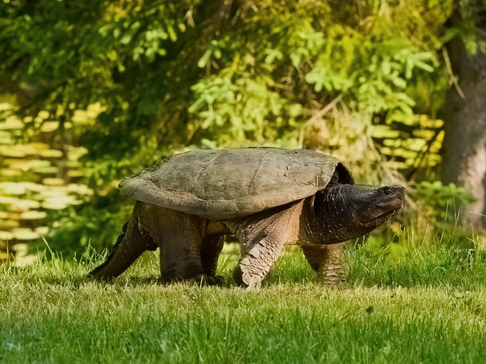 In the backyard photography - snapping turtle