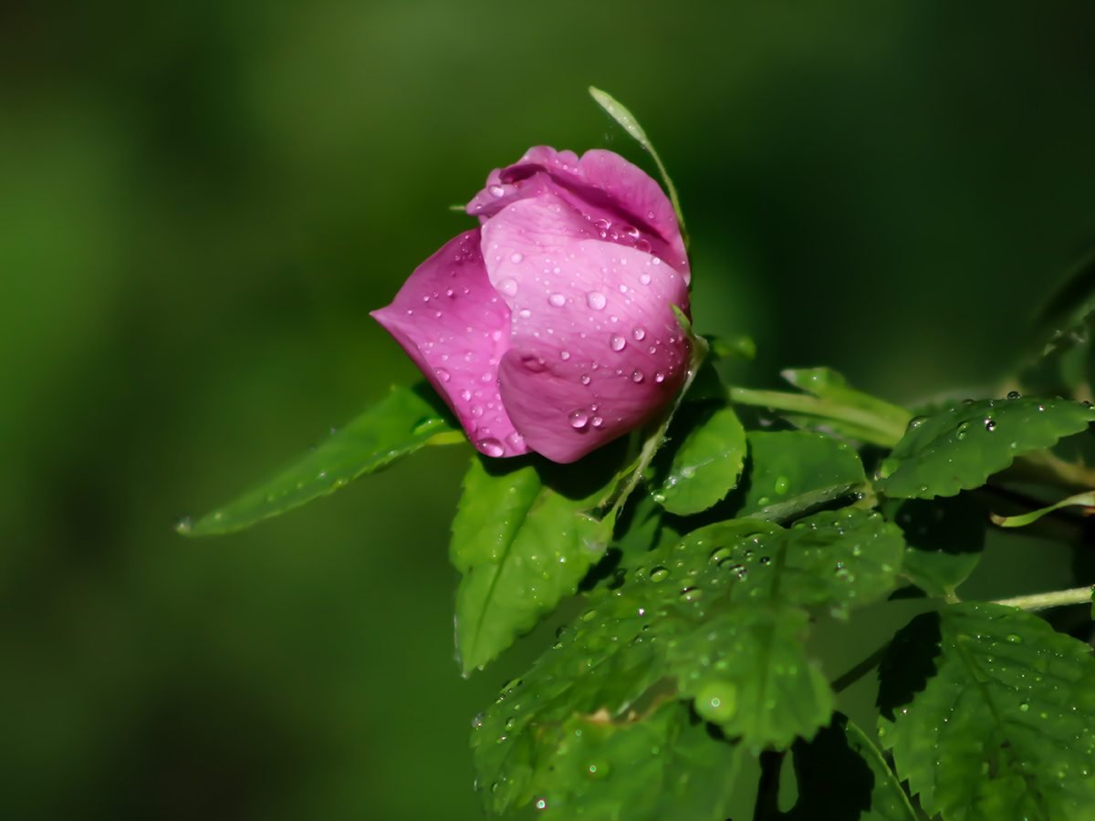 In the backyard photography - wild rose