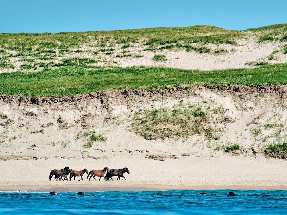 Wild Horses of the Atlantic Coast Hoofprints In The Sand 