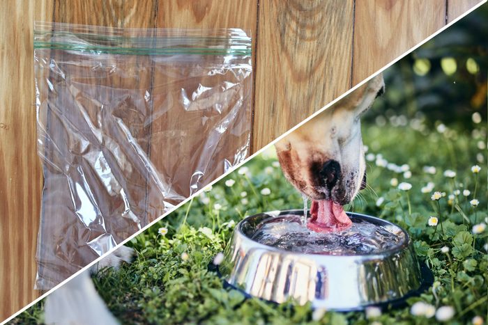 waterbowl dog plastic bag uses reusable life hacks
