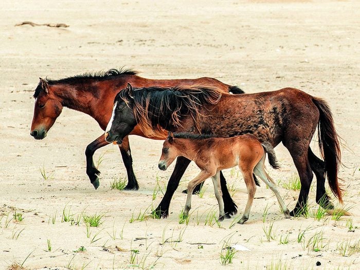 Wild horses of Sable Island