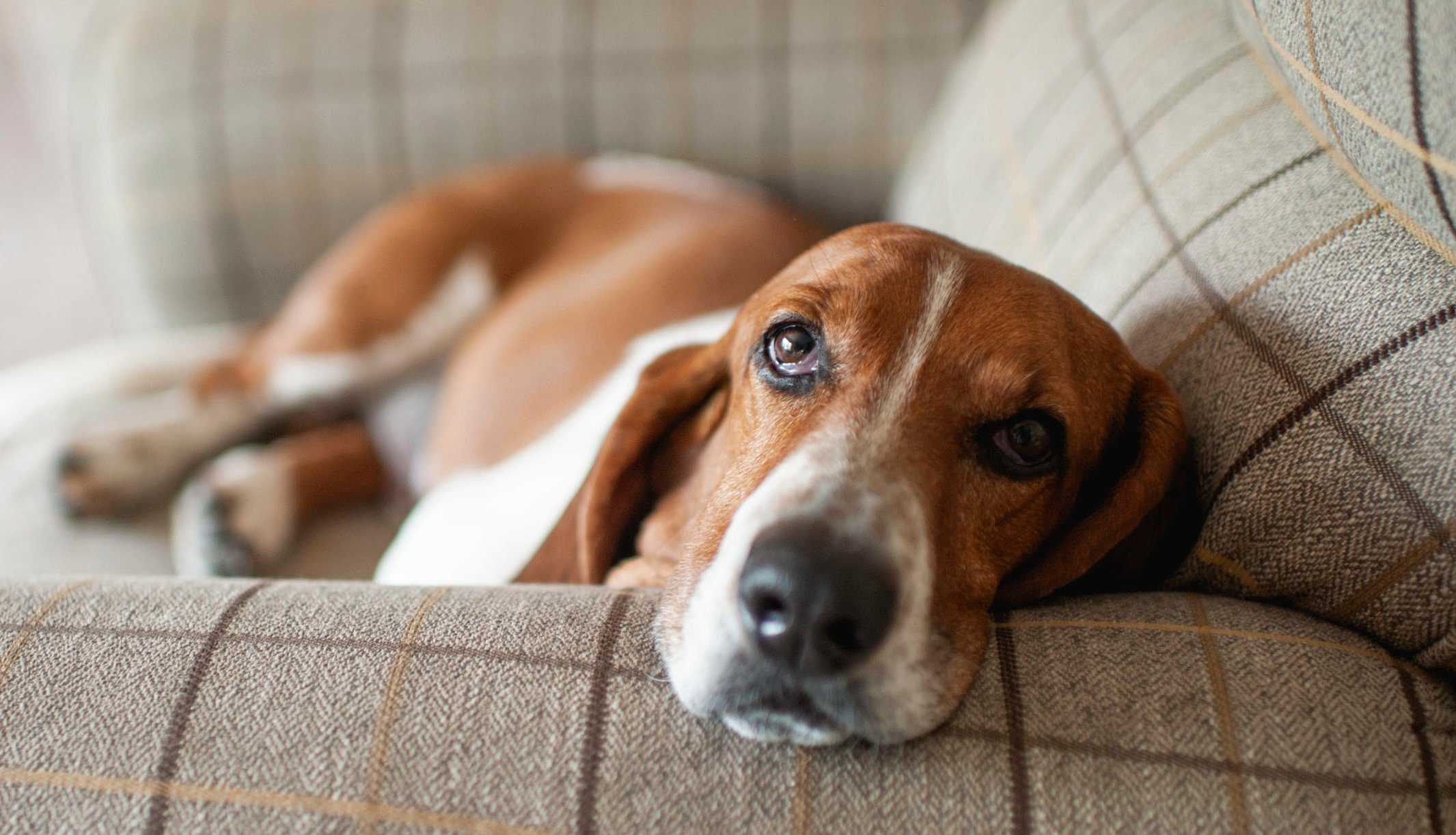Lazy Dog Breeds That Are Expert Nappers | Reader's Digest Canada