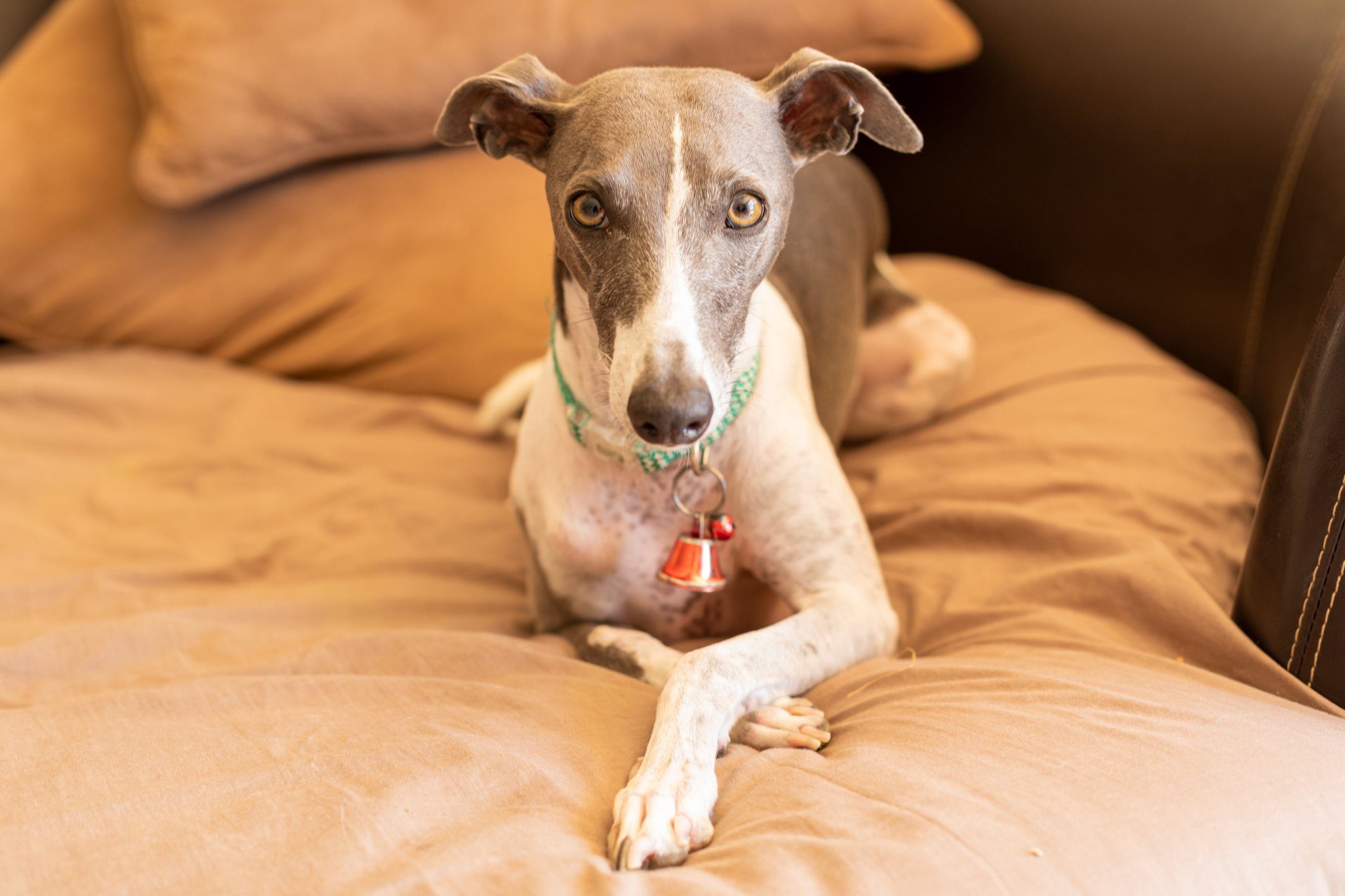 Lazy dog breeds - Italian greyhound sitting on a couch looking lovely at the camera