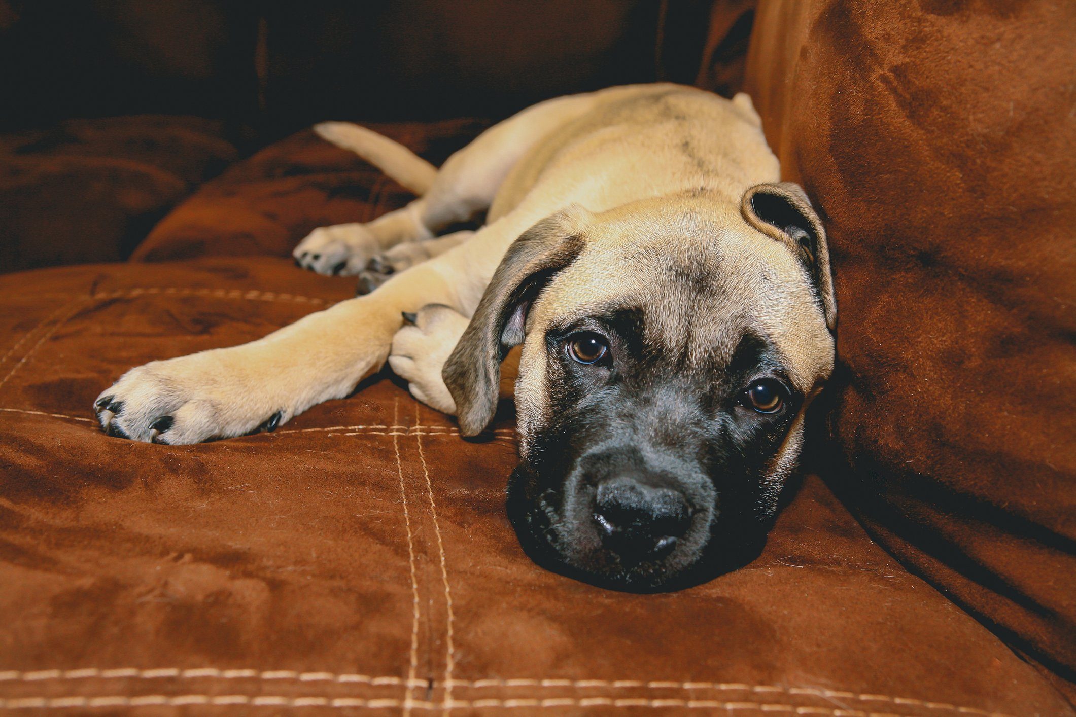 Lazy dog breeds - Bull Mastiff Puppy Laying On Couch