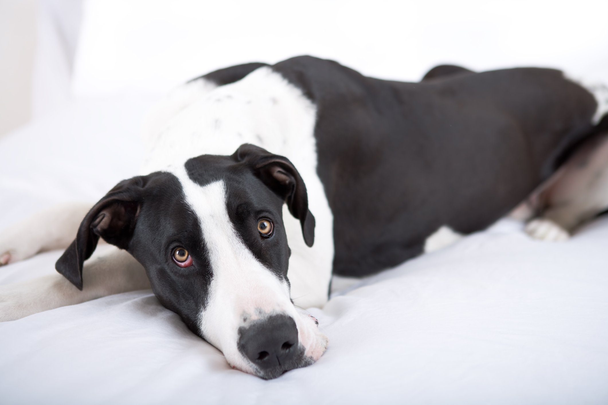 Lazy dog breeds - Dog Great Dane lying on bed