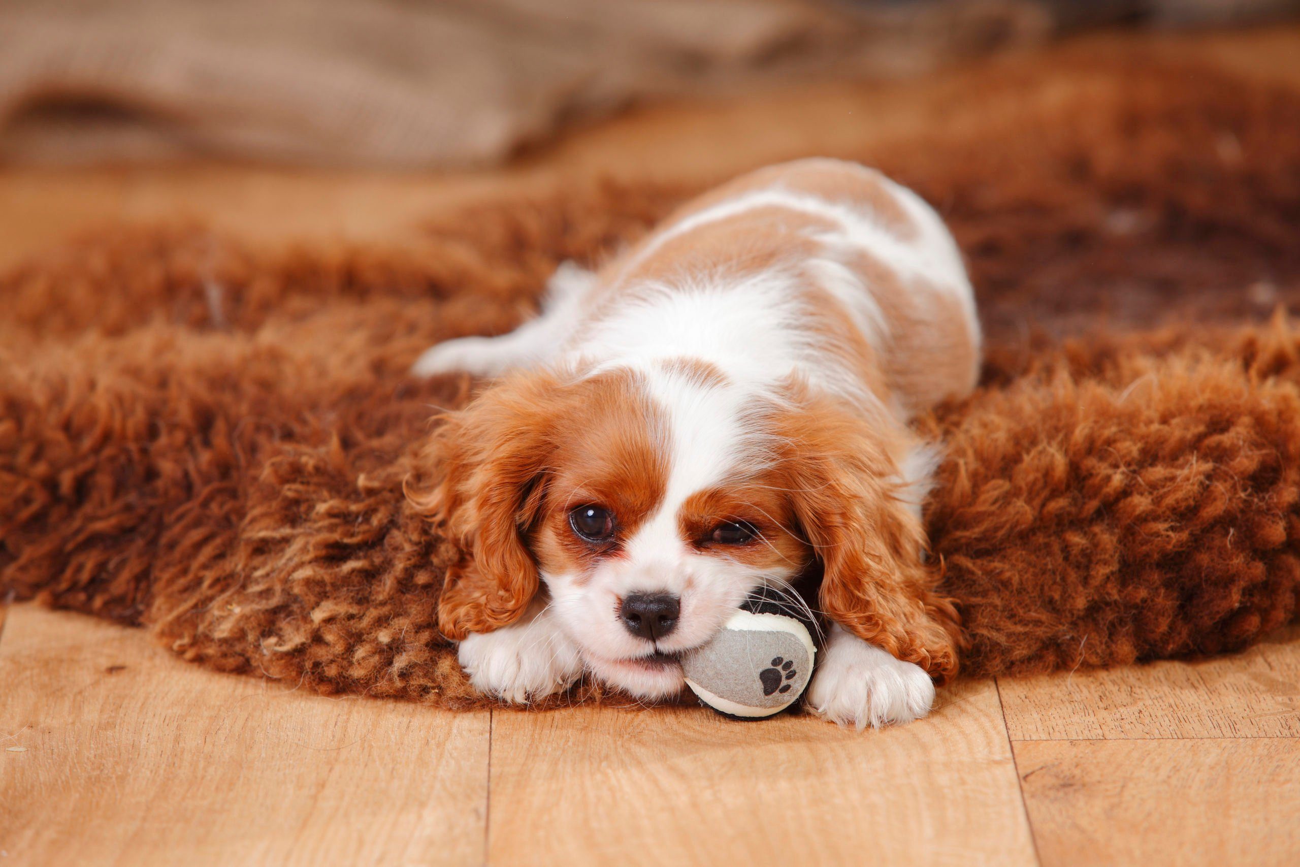 Lazy Dog Breeds That Are Expert Nappers | Reader's Digest Canada