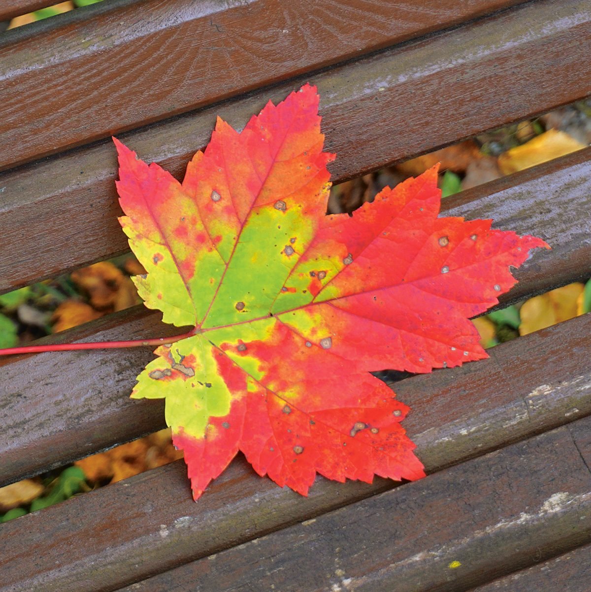 Autumn in Canada - green orange and red maple leaf