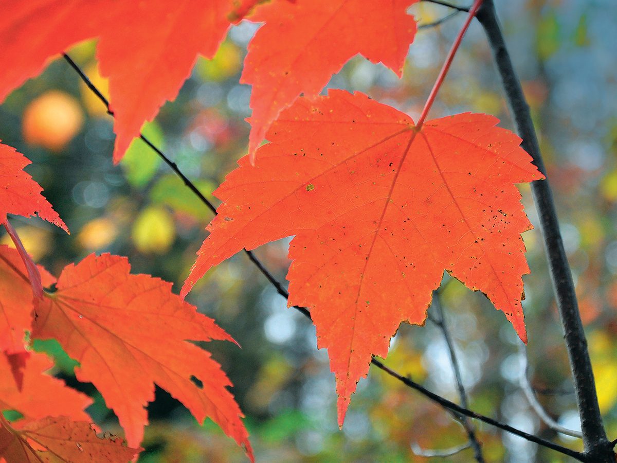 Autumn in Canada - red maple leaf