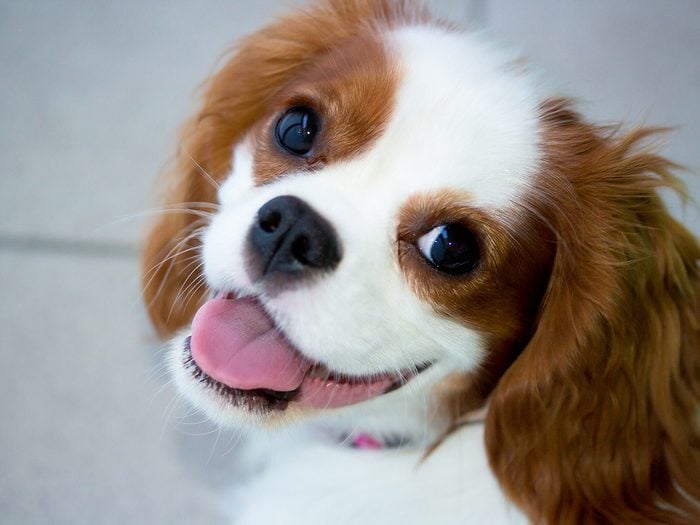 Best apartment dogs - King Charles spaniel