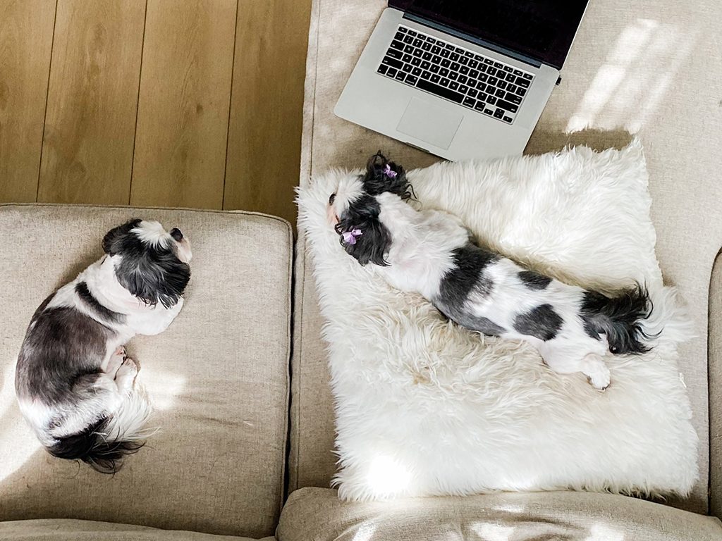 Lazy dog breeds - Two Black and White Shih Tzu Dogs Hanging Out on a Tan Couch with Laptop Nearby
