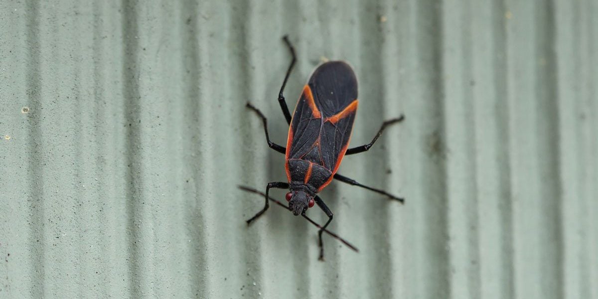 Red And Black Bugs On House Social 