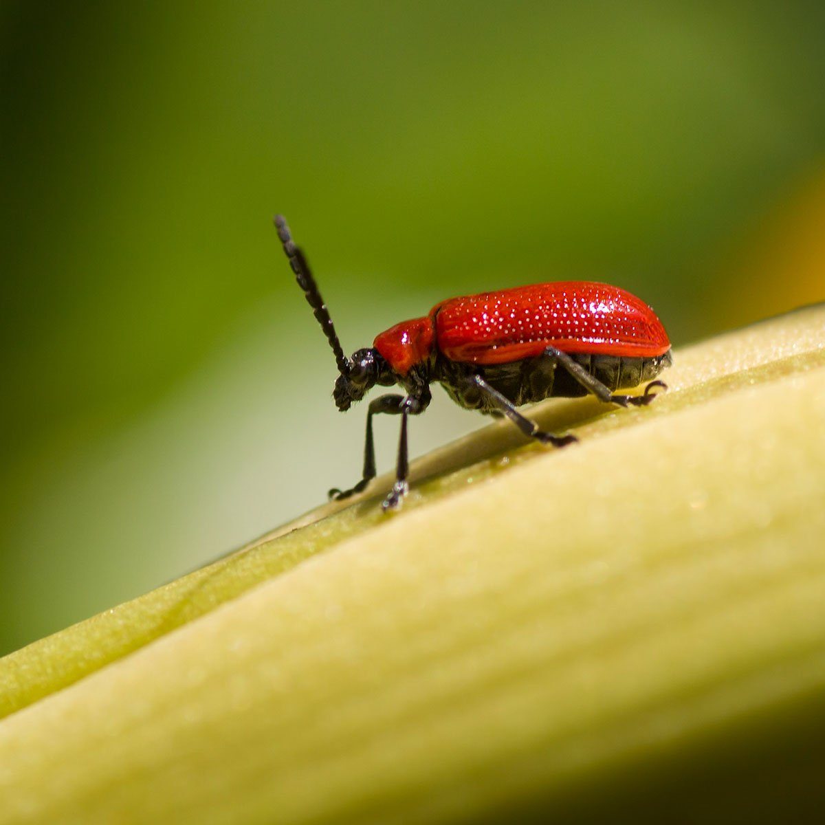 Scarlet Lily Bug GettyImages 1195072315 ?w=1200