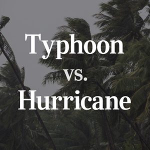 Typhoon vs Hurricane - text over wind blown palm trees background