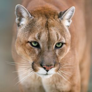 The woman who wrestled a cougar - portrait of a cougar