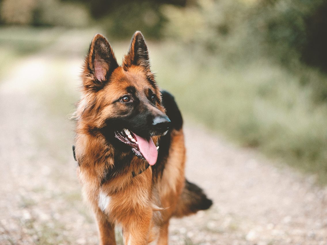 Dog breed based on your zodiac - german shepherd