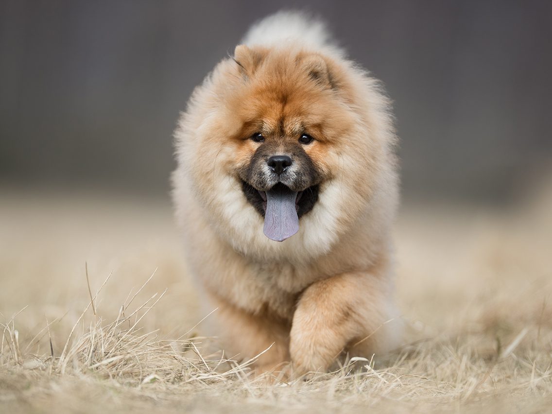 Dog breed based on your zodiac - chow chow