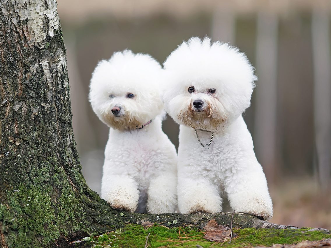 Dog breed based on your zodiac - bichon frise