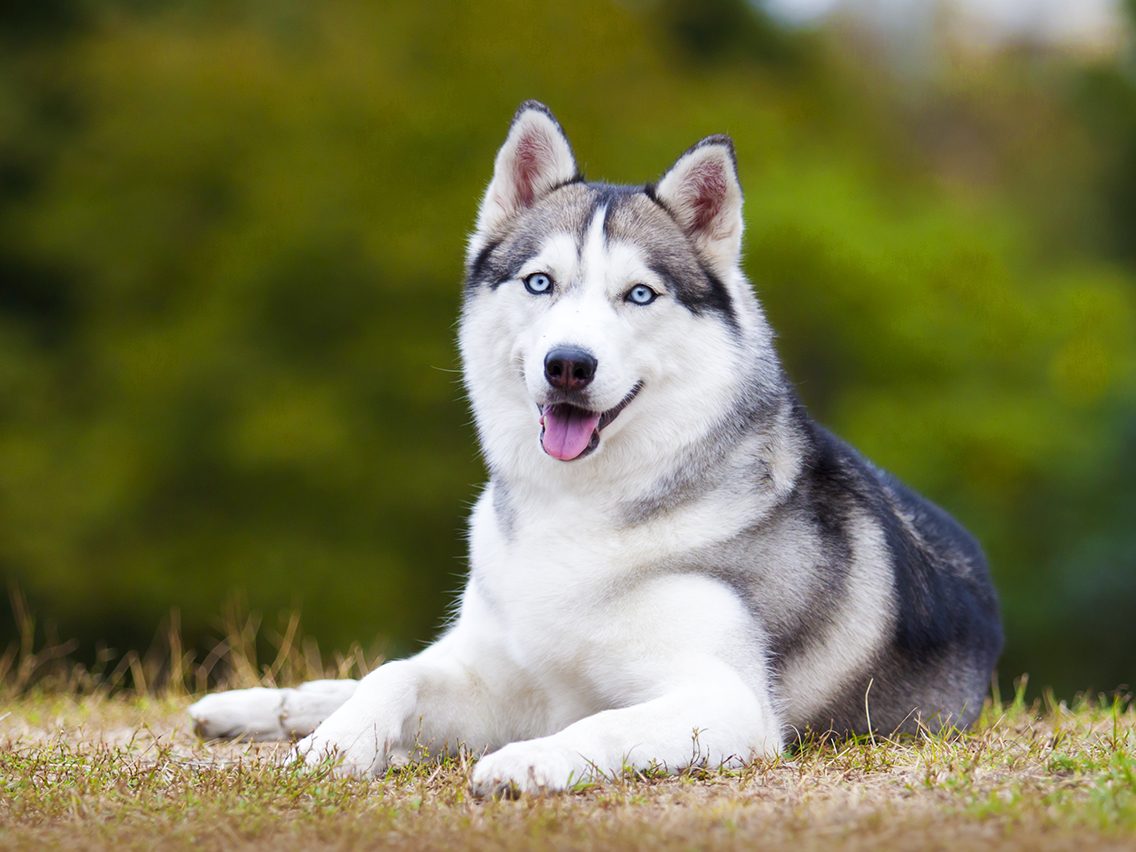 Dog breed based on your zodiac - siberian husky