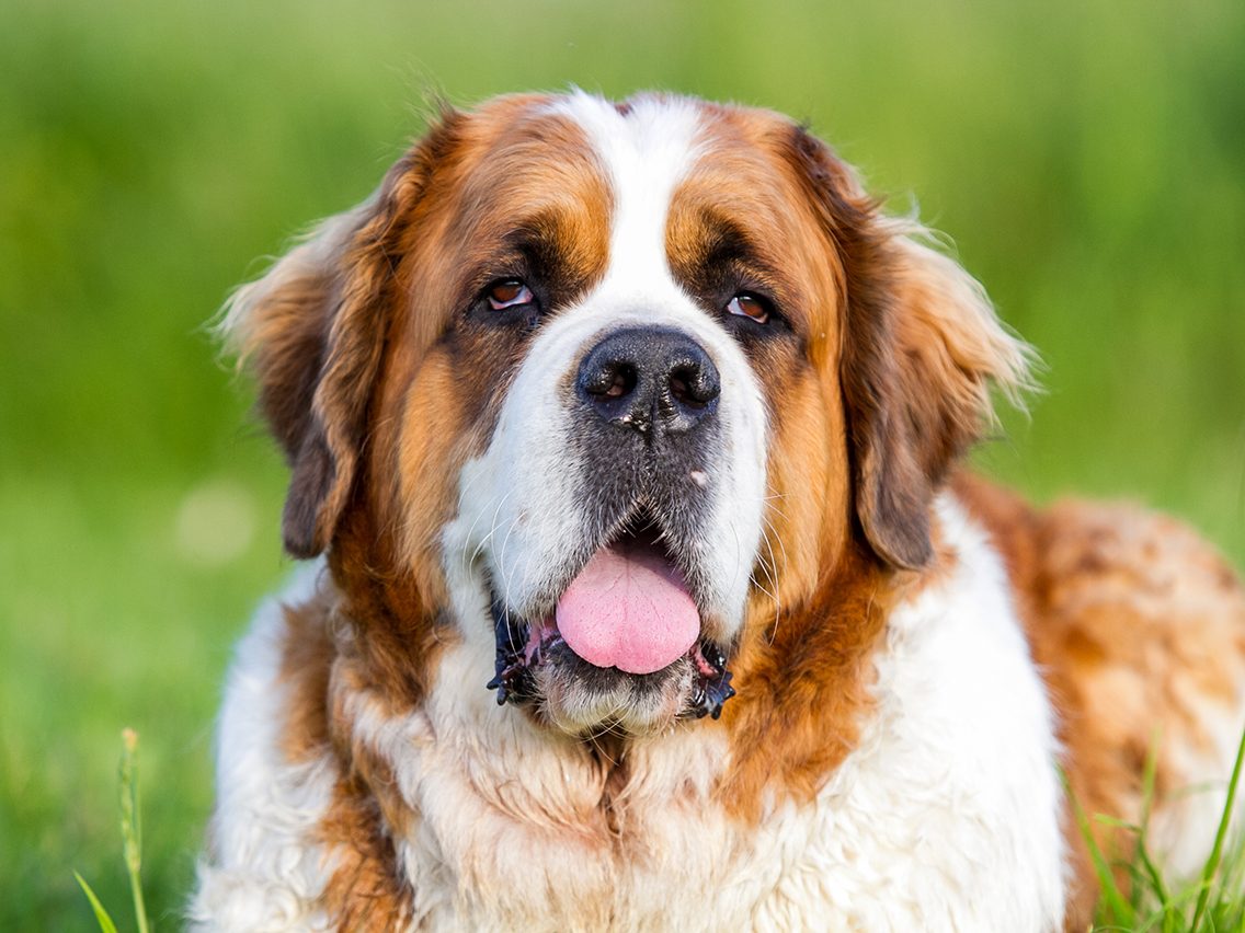 Dog breed based on your zodiac - st bernard