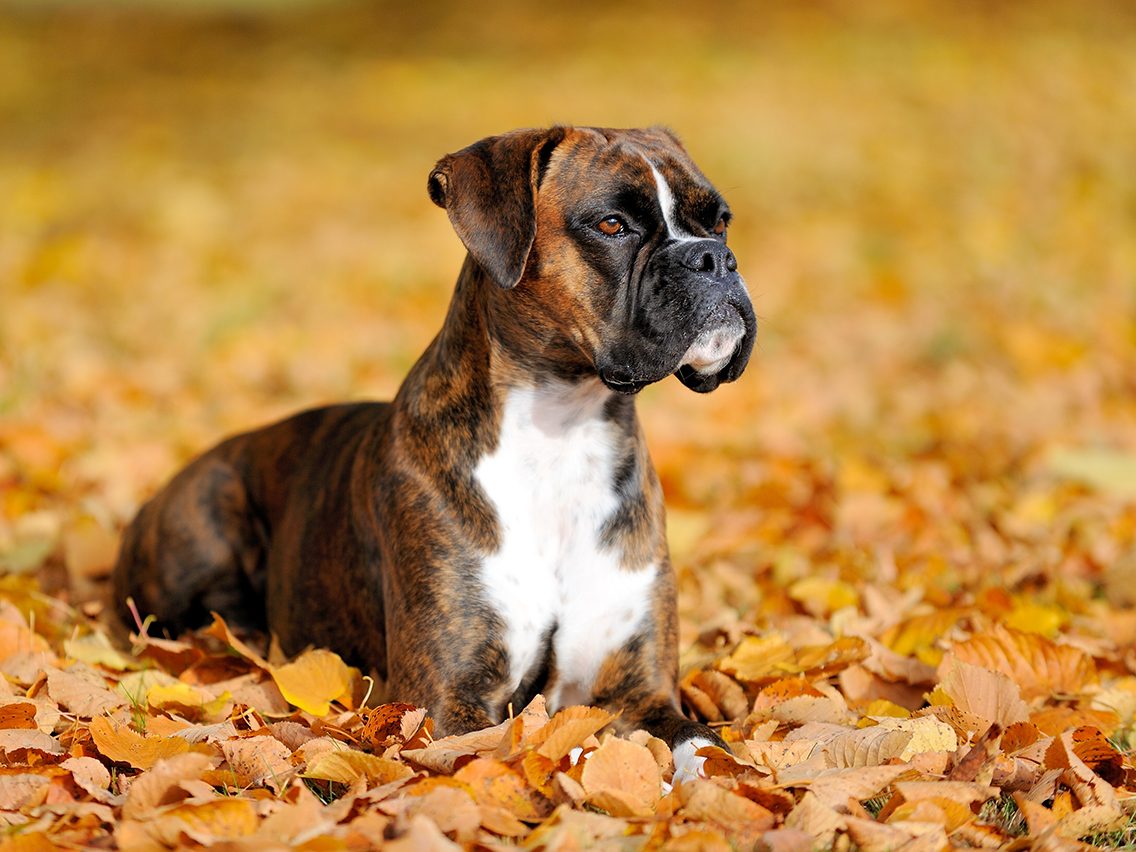 Dog breed based on your zodiac - boxer