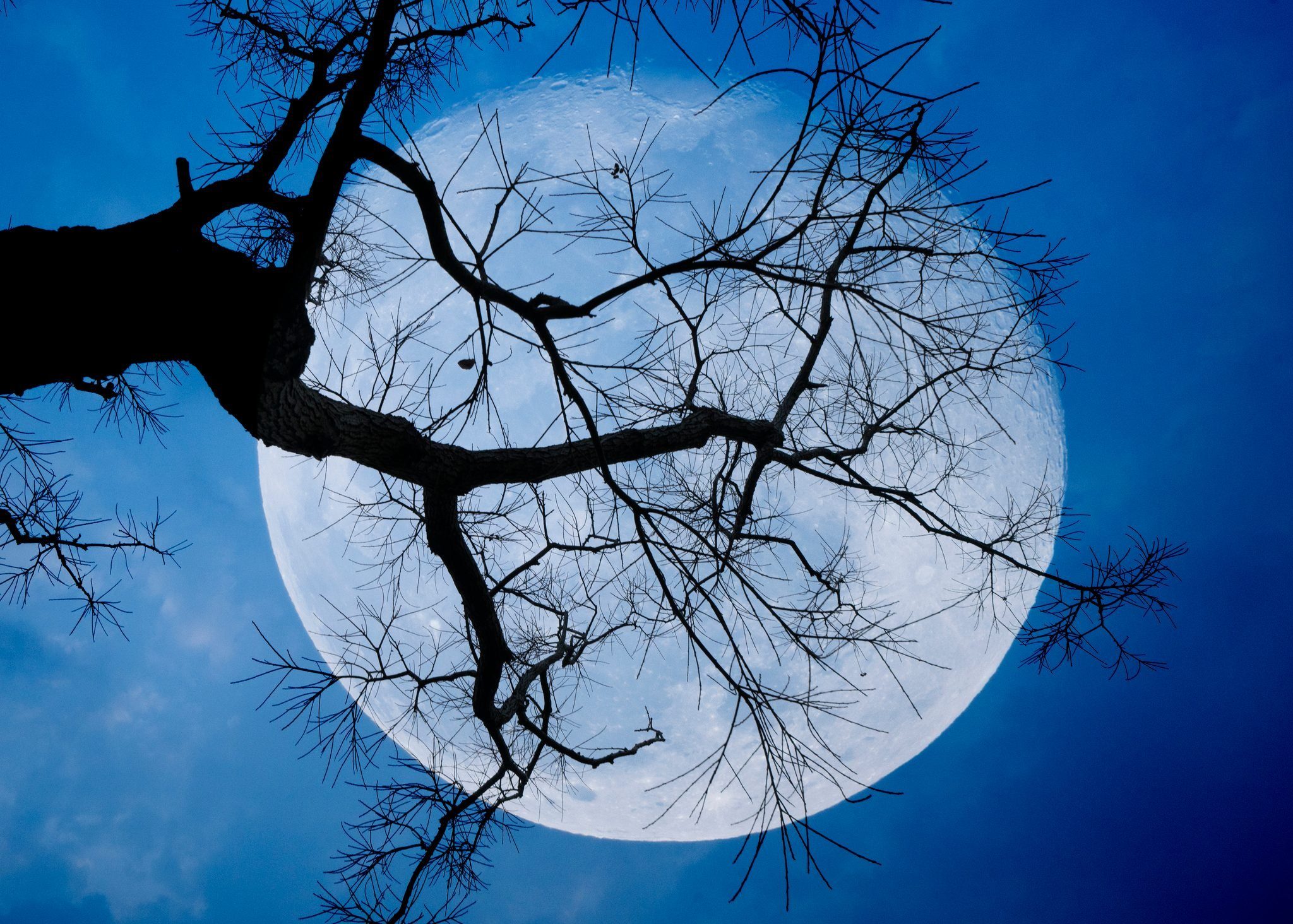 Full moon between branches with blue sky in background