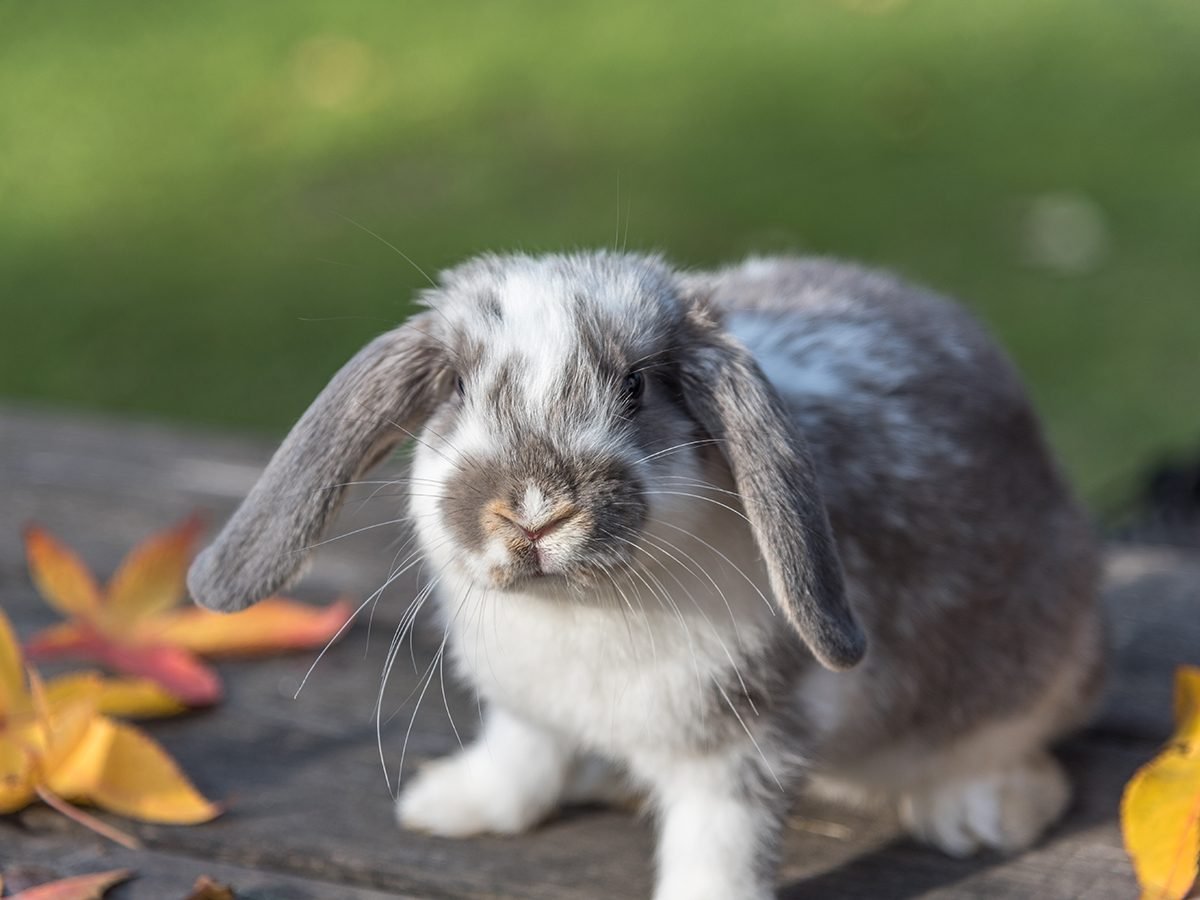 Best pet according to your zodiac - bunny
