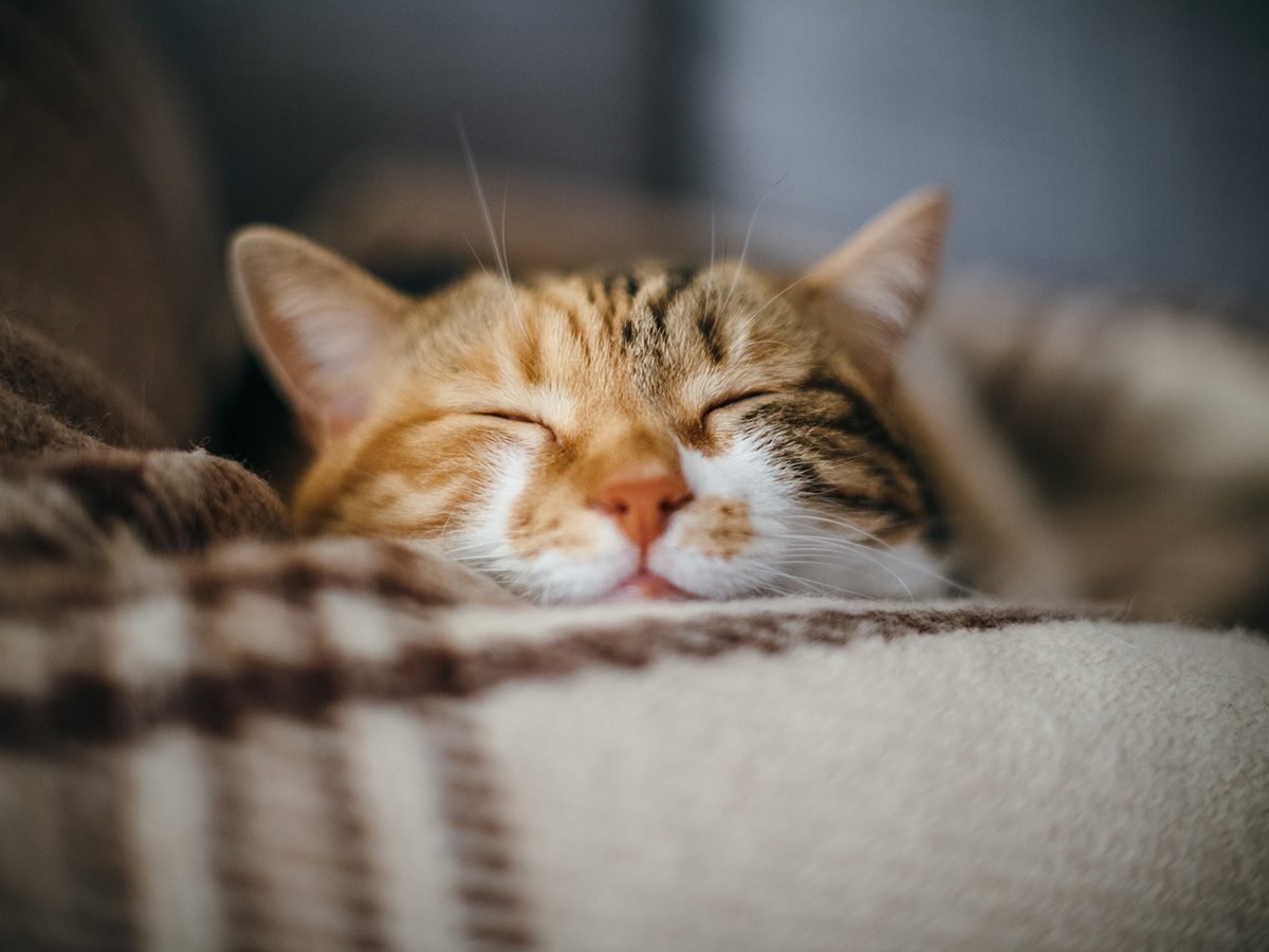 Best pet according to your zodiac - Cat sleeping in blanket