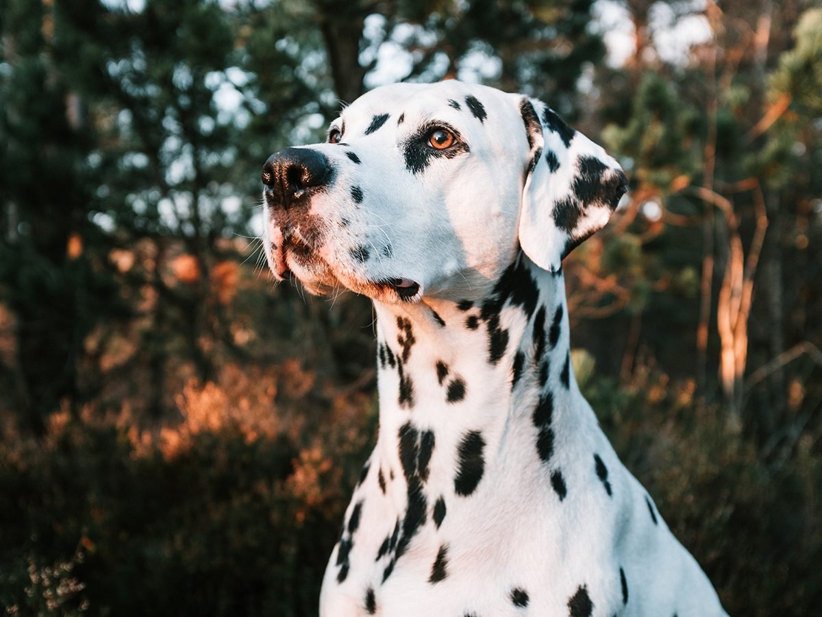 Best pet according to your zodiac - Dalmatian