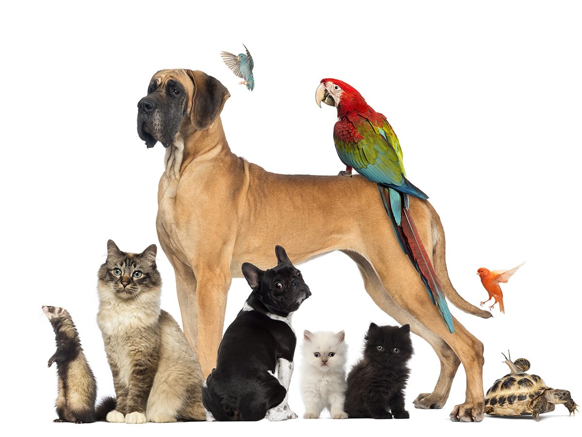 Best pet according to your zodiac - group of pets