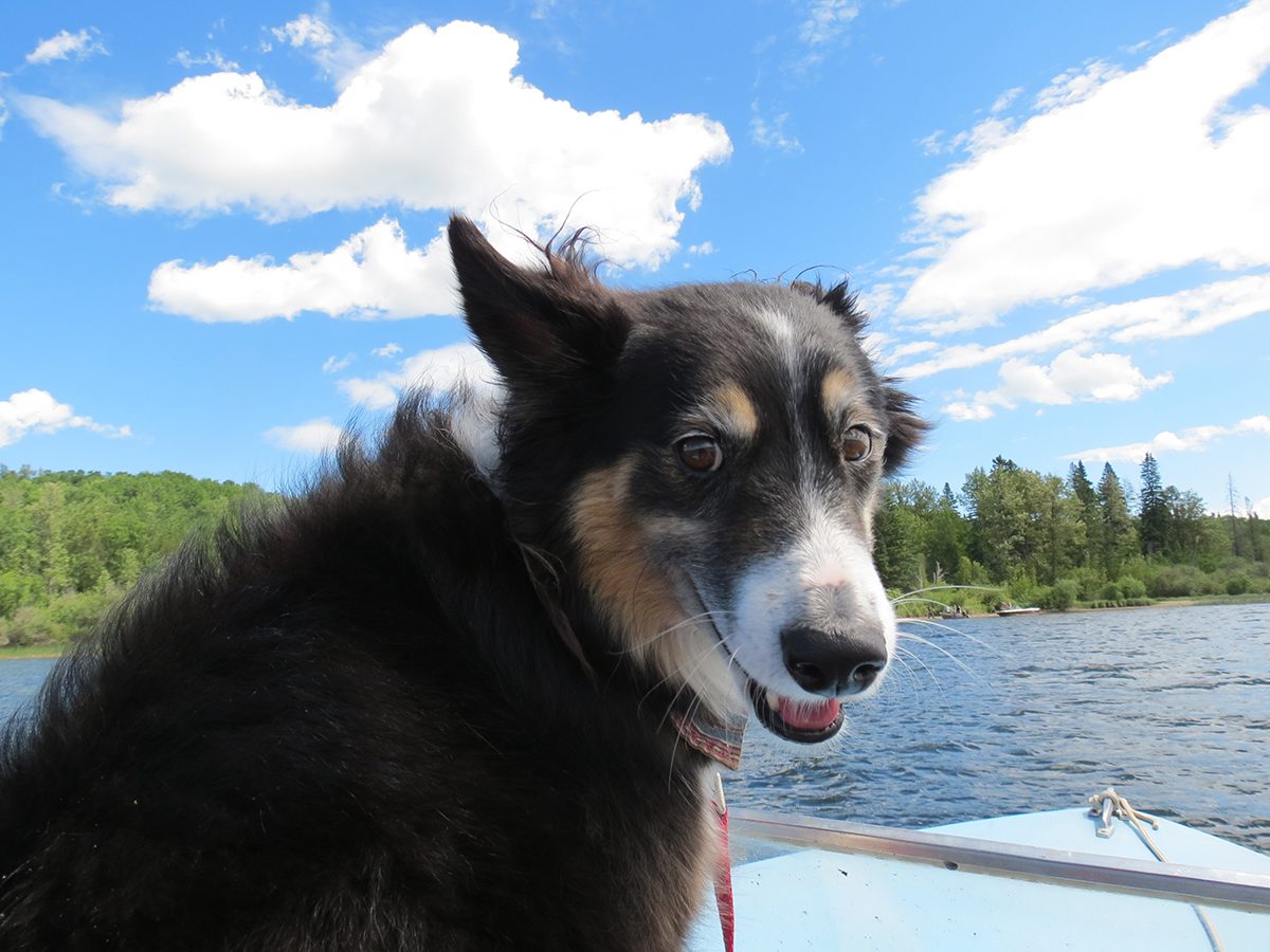 Best boat photography across Canada - Dog on boat