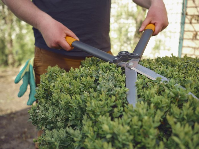 Man with bare hands is trimming a green shrub using hedge shears on his backyard.