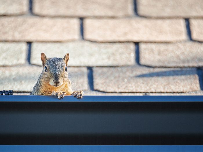 Squirrel peeking out from the gutter edge on the roof
