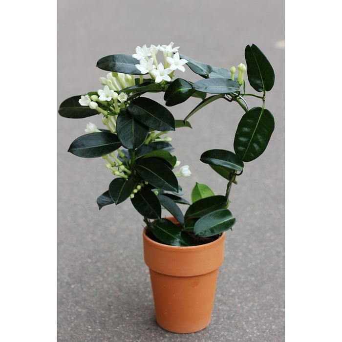 Hardy indoor plants - jasmine