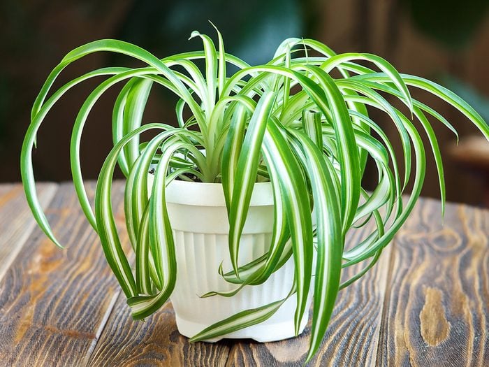 Hardy indoor plants - spider plant