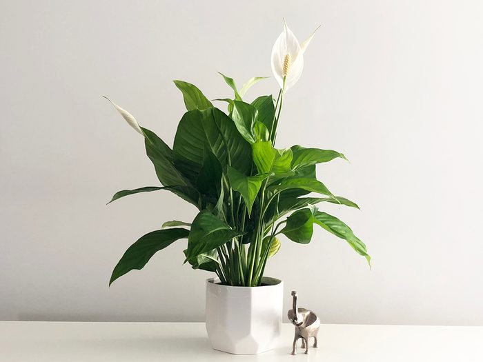 Hardy indoor plants you can't kill - peace lily