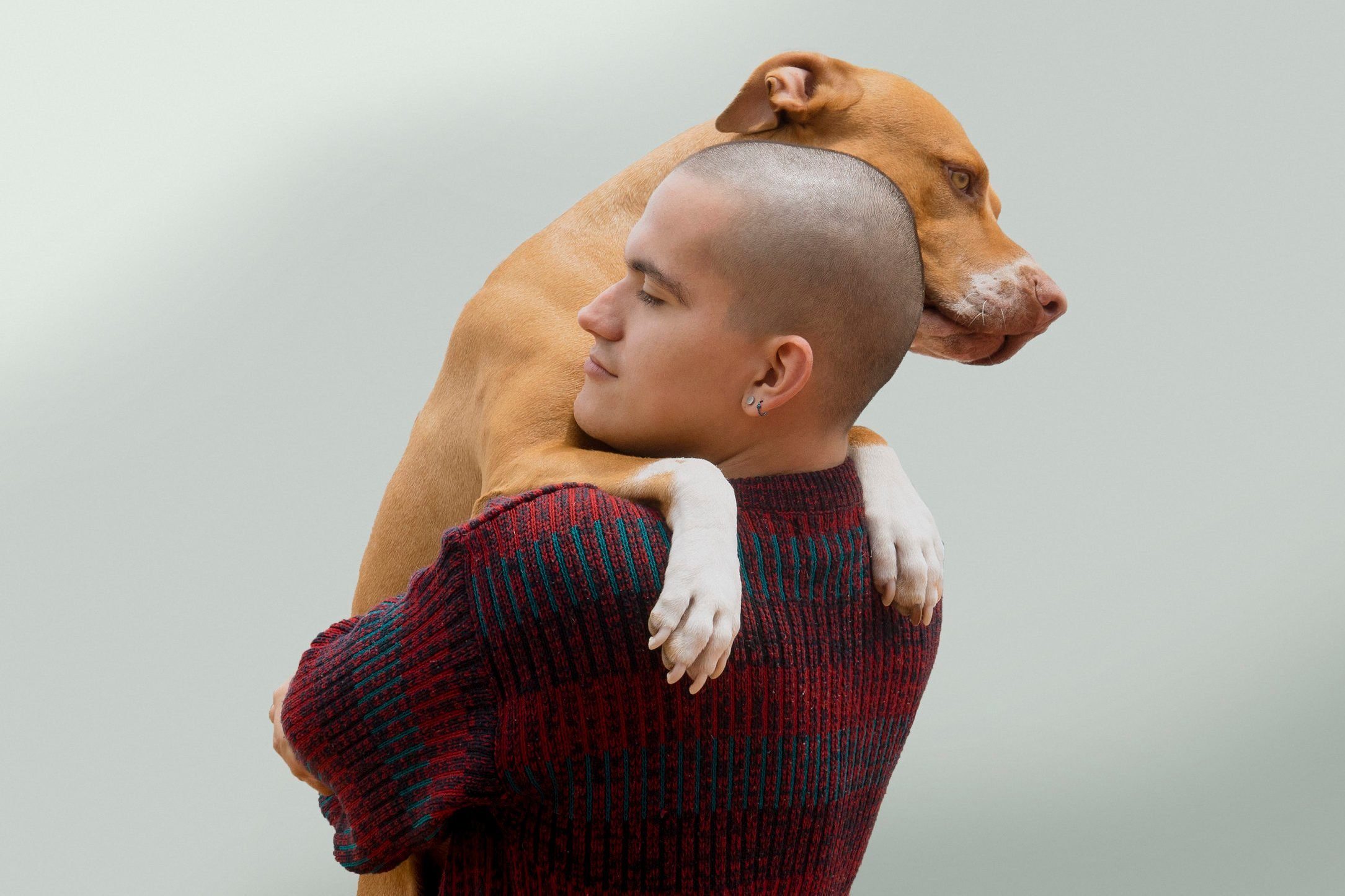 Most affectionate dog breeds - pitbull
