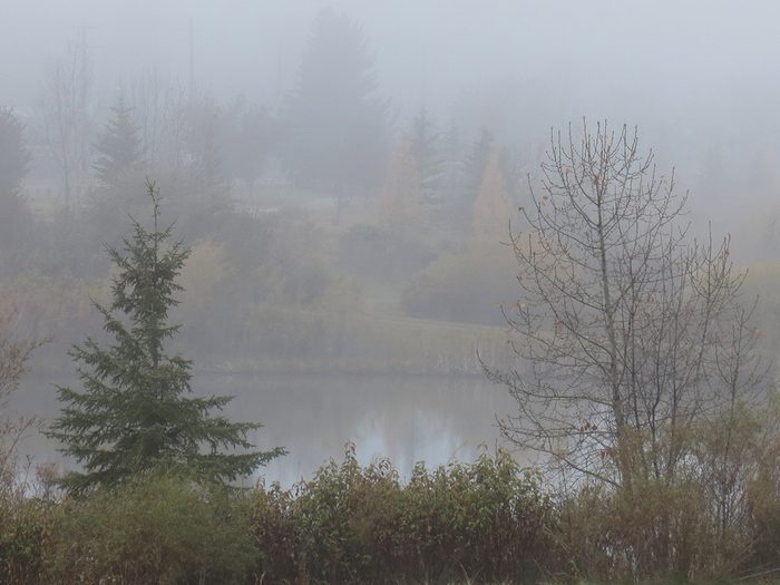 Weather Pictures - Thick Fog Over Pond