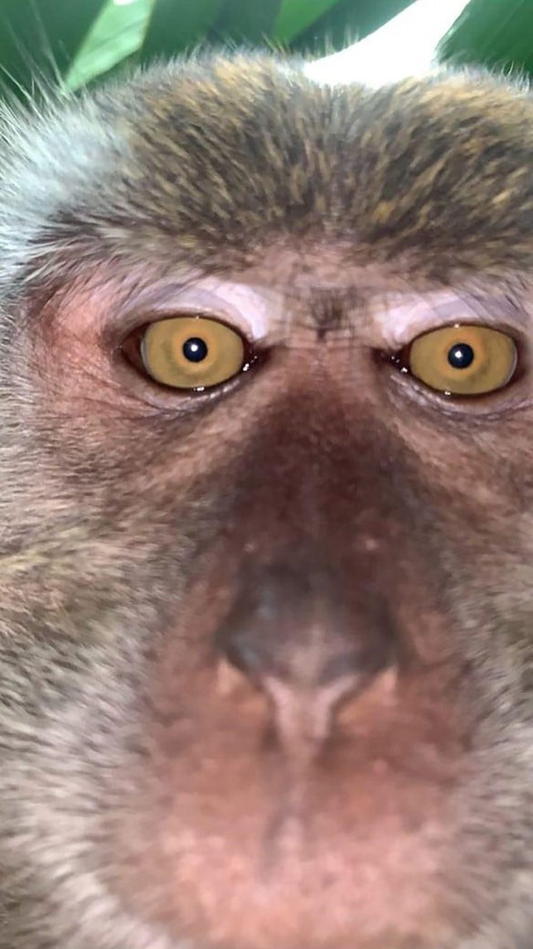 monkey selfie