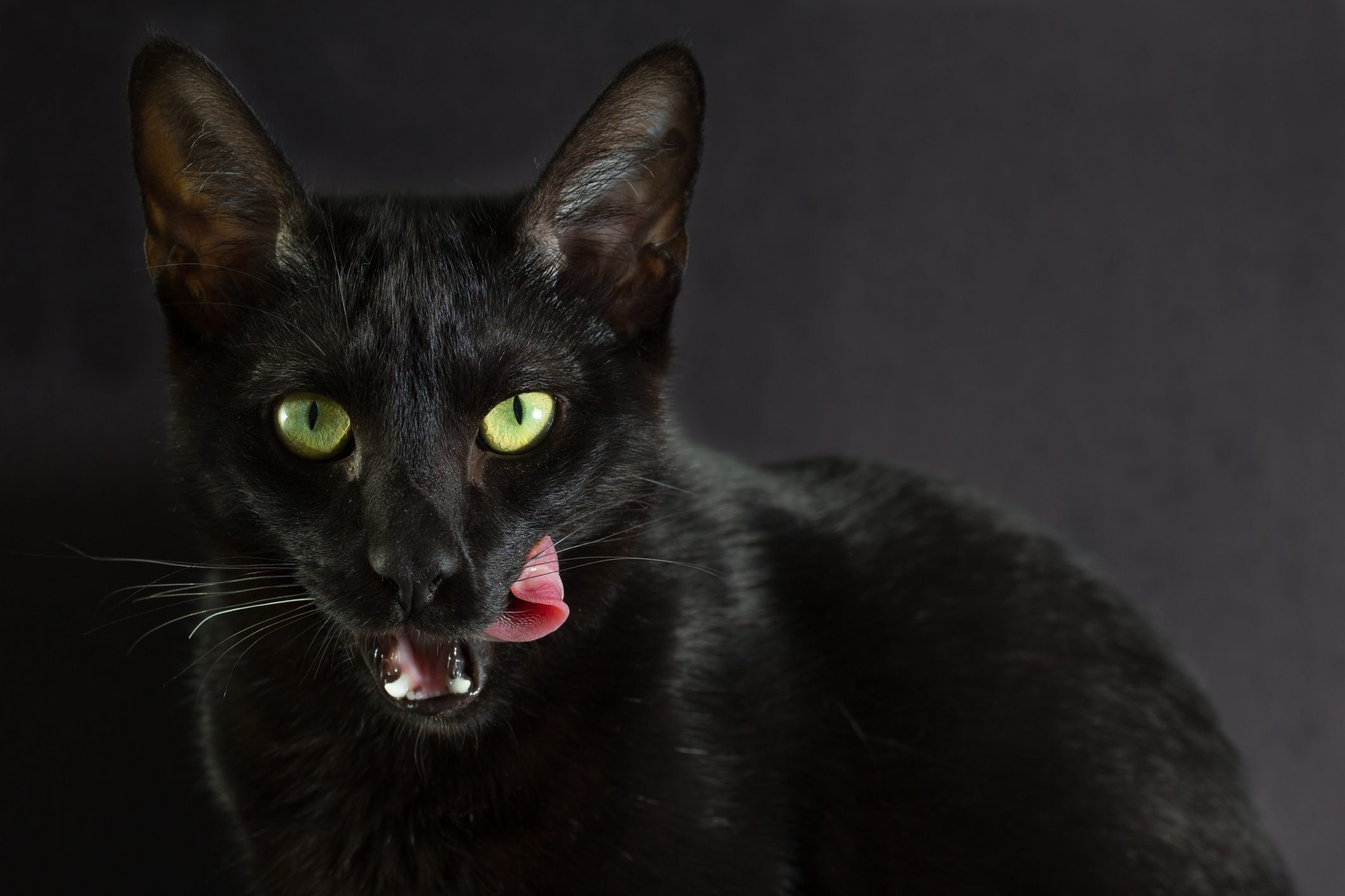 Close-Up Portrait Of Black Cat
