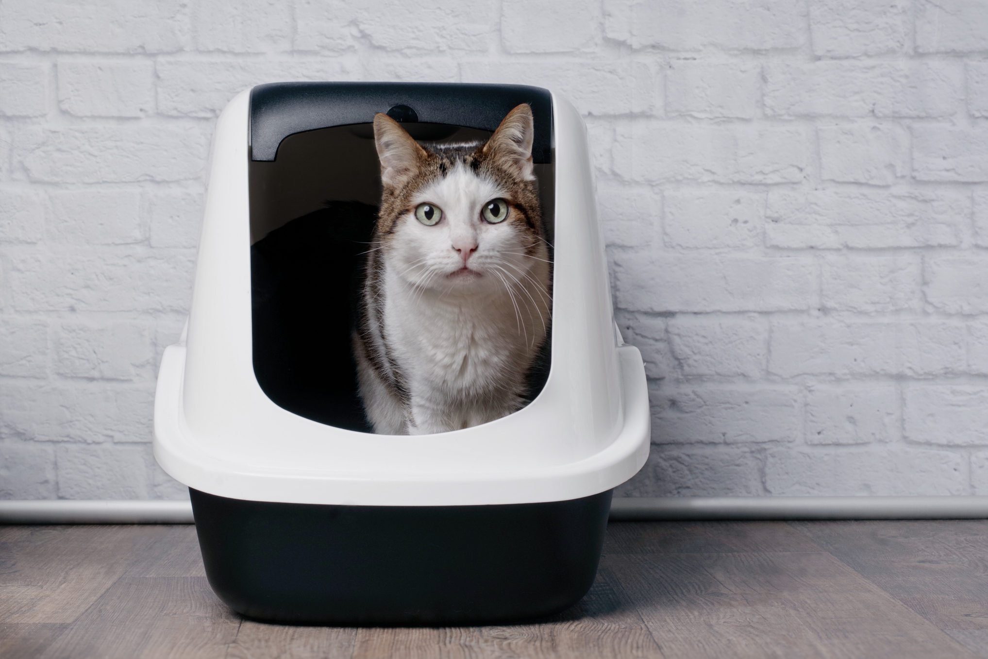 Tabby cat sitting in a litter box and look to the camera.