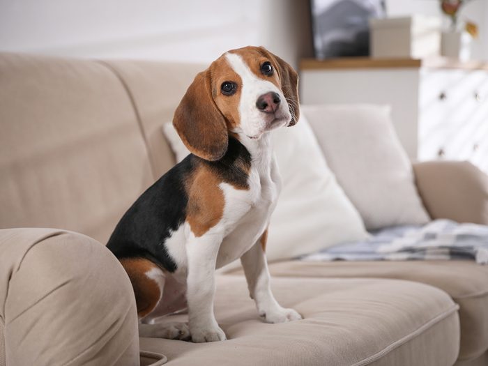 Best indoor temperature for your pet dog beagle