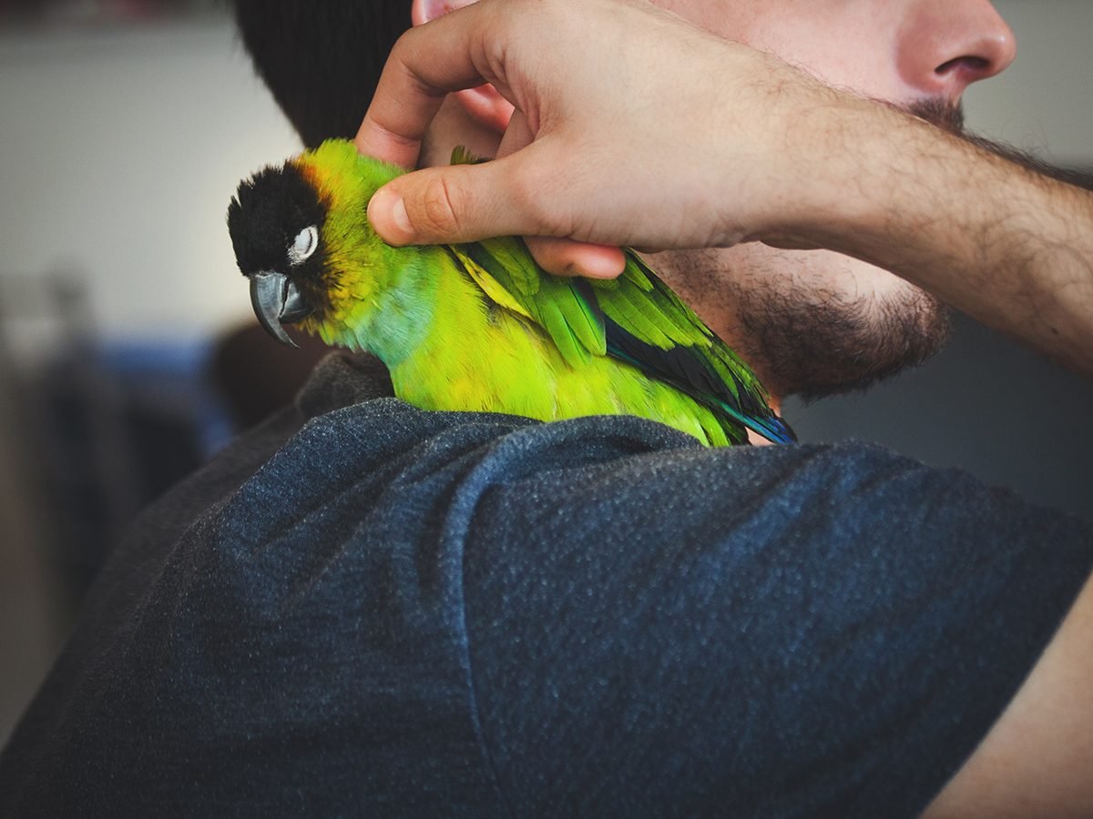 Best house temperature for your pet - Bird on shoulder