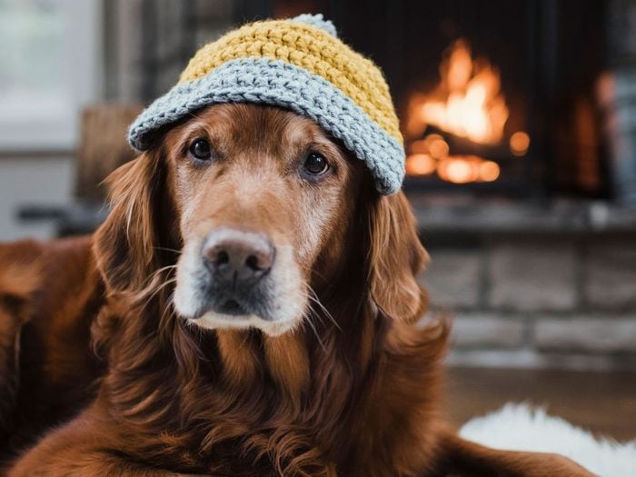 Best house temperature for pet - Dog in hat by fireplace