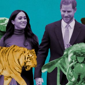 Bizarre things that happened in 2020 - Collage of Meghan Markle, tiger, murder hornet, broom, and subway sandwich