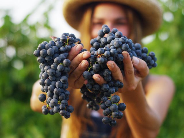 foods that prevent cancer - Woman holding grapes in vineyard