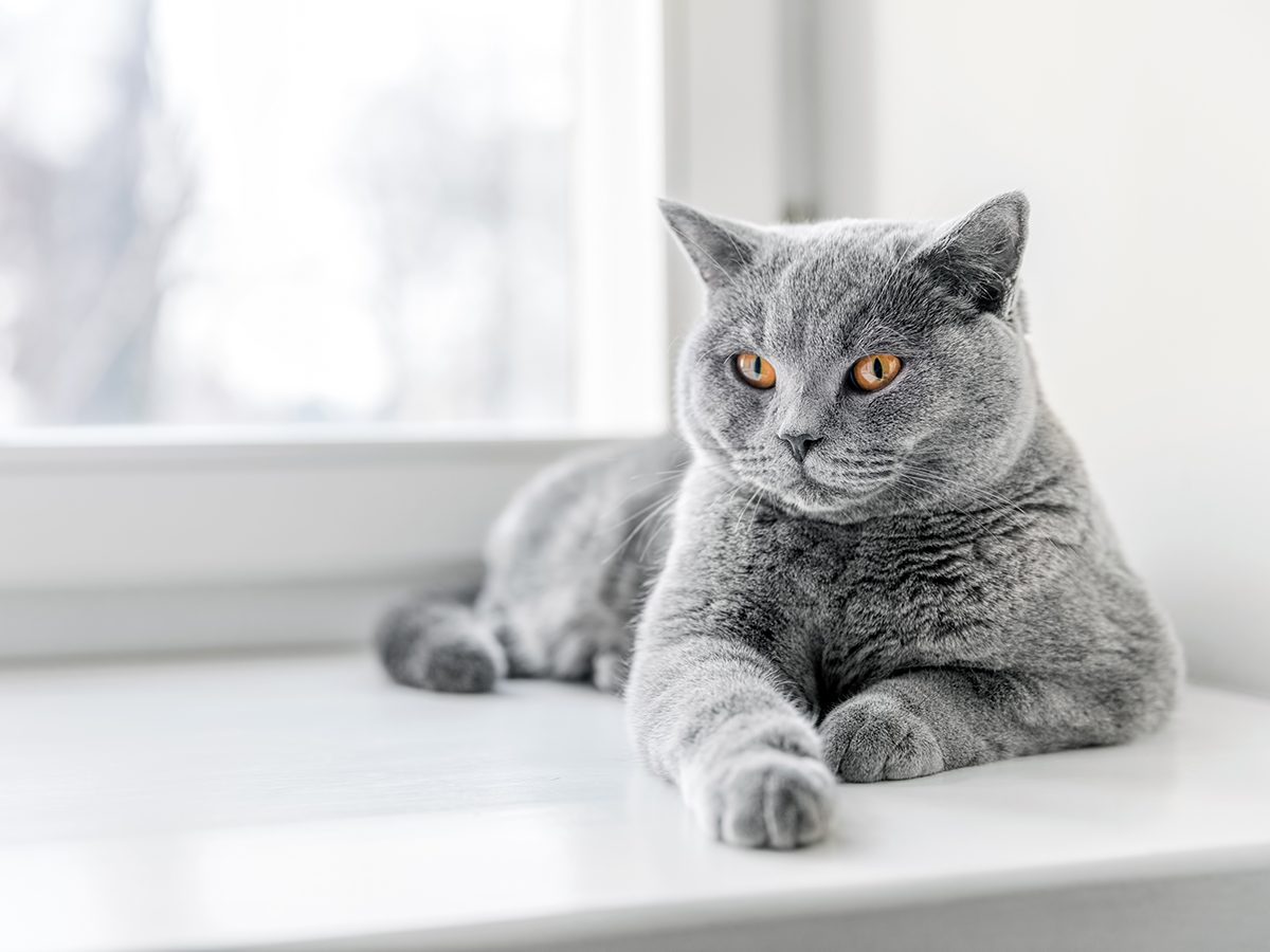 Best house temperature for your pet - Cat on window sill
